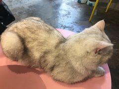 -喵屿·大理花园猫咖