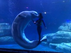 -皇家极地海洋世界-售票处