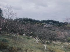 -秀丽东方