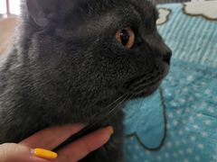 -我爱猫咪·猫咖·狗咖·安哥拉兔·羊驼咖(小寨华旗店)