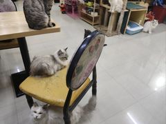 -猫咪咖啡店(新城大街店)
