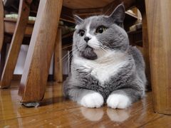 -艾贝尔宠物诊疗