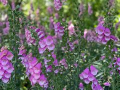 -上海滨江森林公园