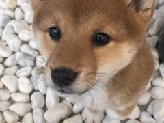 -柴犬小屋·柴餐厅·狗咖食堂(金鼎广场店)