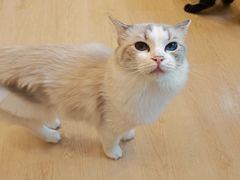 -有喵·猫咖·狗咖·30几只猫10只小狗(岗厦店)