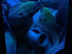 -太平洋海底世界