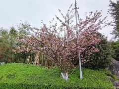 -铁山坪森林公园