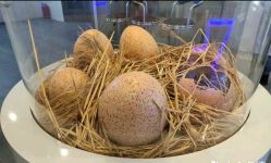 -恐龙探索乐园(磁器口店)