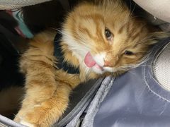 -乖乖宠物医院·猫科·急重症中心(车站北路分院)