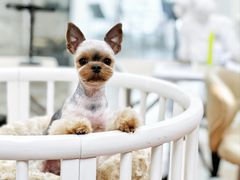 -鑫艺宠物美容培训学校