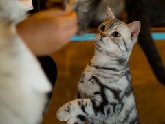 -共舞时光猫咖·狗咖(新街口店)