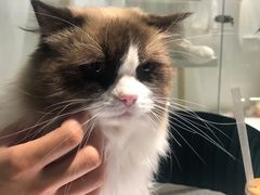 -喵喵咪呀布偶猫咖(春熙路店)