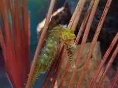 -暹罗海洋世界