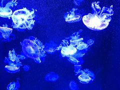 -成都浩海立方海洋公园