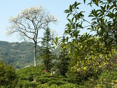 -祁门牯牛降观音堂风景区