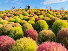 -花开海上生态园