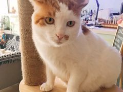 -平行世界·猫咖(首经贸店)