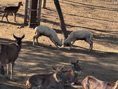 -石家庄市动物园