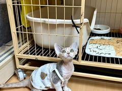 -宠物星动物医院·眼科·异宠·猫科(江南大道总院)