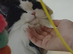 -共舞时光猫咖·狗咖(新街口店)