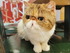 -猫小院猫主题餐厅(三里屯店)