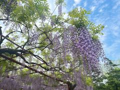 -嘉定紫藤园