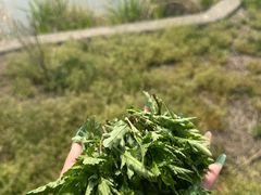 -同銮特种养殖场·龙虾垂钓