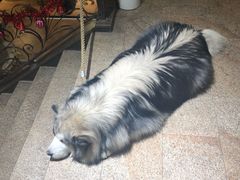 -more than meow吴止猫主题餐厅(承德 中船汇店)