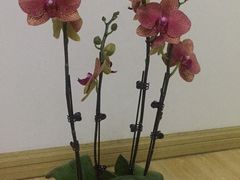 -双季花艺园艺市场(浦东店)