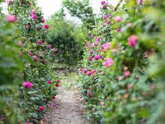 -三圣花乡旅游区