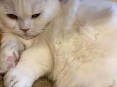 -飞行喵MR PILOT|猫舍·猫咖(静安大融城店)