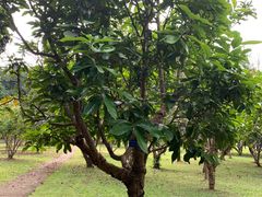 -中国科学院西双版纳热带植物园