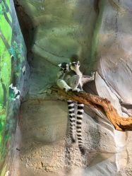 -Zoolung Zoolung动物主题公园(海信广场店)