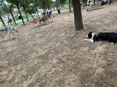 -爪吧宠物乐园 (温榆河示范区店)