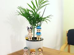 -阿狗圆子