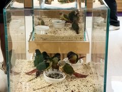 -帕帕拉兹宠物(亚洲旗舰店)