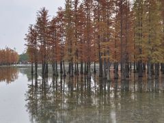 -白鹭湾湿地公园