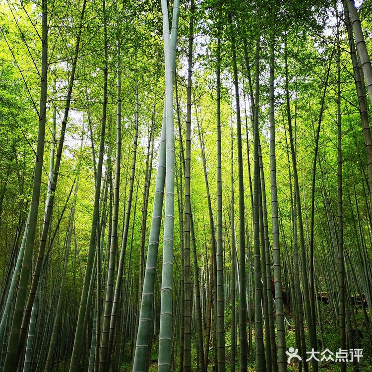 广州游攻略｜自驾游的石门国家森林公园