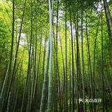 广州游攻略｜自驾游的石门国家森林公园