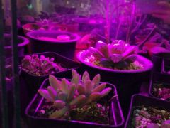 android_upload_pic-双季花艺园艺市场(浦东店)