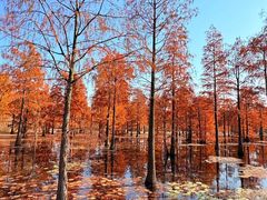 -池杉湖湿地公园