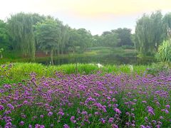 -贡湖湾湿地公园
