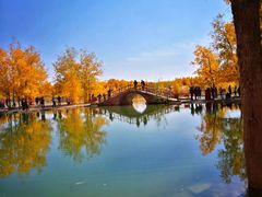 -金塔沙漠胡杨林景区