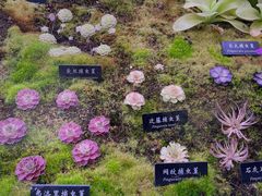 -中国科学院西双版纳热带植物园