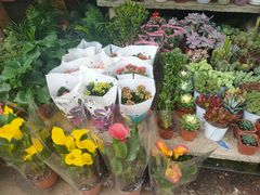 -桂林市花鸟市场