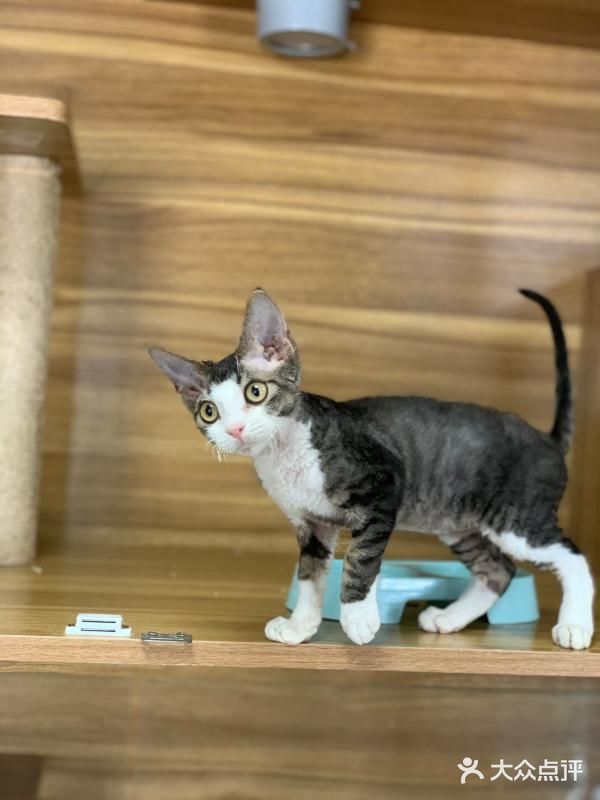 奉贤最萌的猫咪馆