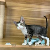 奉贤最萌的猫咪馆 
