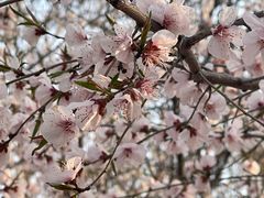 -桃花堤公园