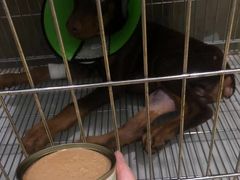 -福懋动物医院·犬猫全科·外科·重症科(杏林分院)