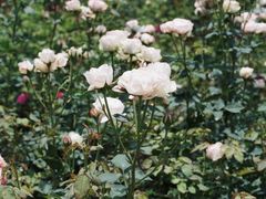 -人民公园(罗湖区)